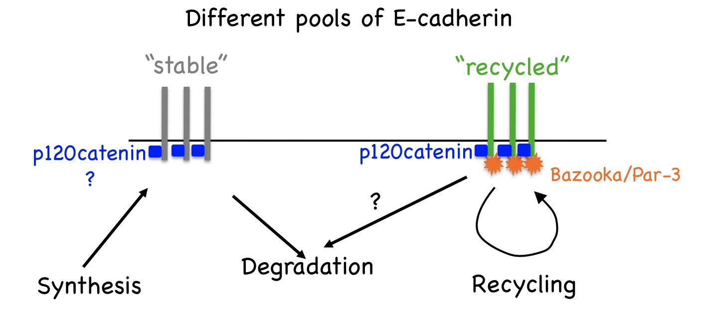 Model of E-cad dynamics